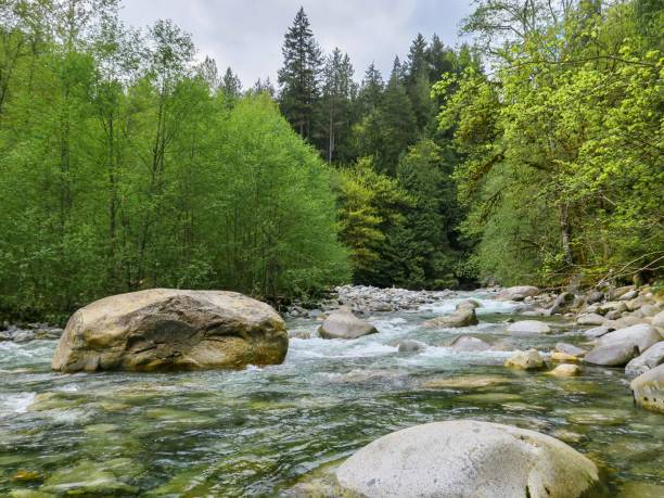 istock Lush Forest and Fresh Air in Lynn Canyon Park 1401799297