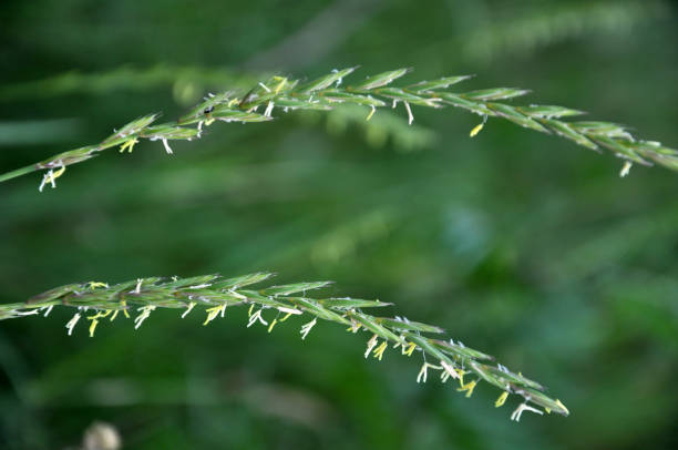 In the meadow growing cereal plant couch grass (Elymus repens) In the wild, a couch grass (Elymus repens) cereal plant grows in the meadow elymus stock pictures, royalty-free photos & images