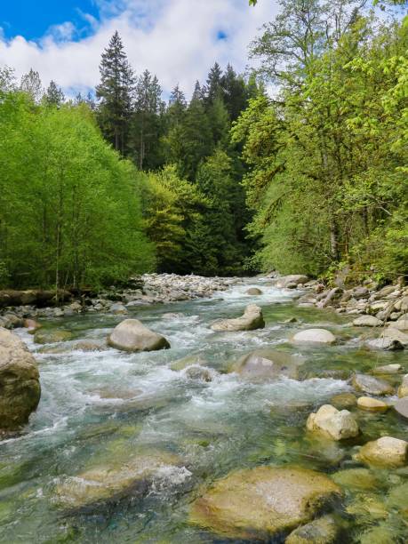 istock Lush Forest and Fresh Air in Lynn Canyon Park 1401799356