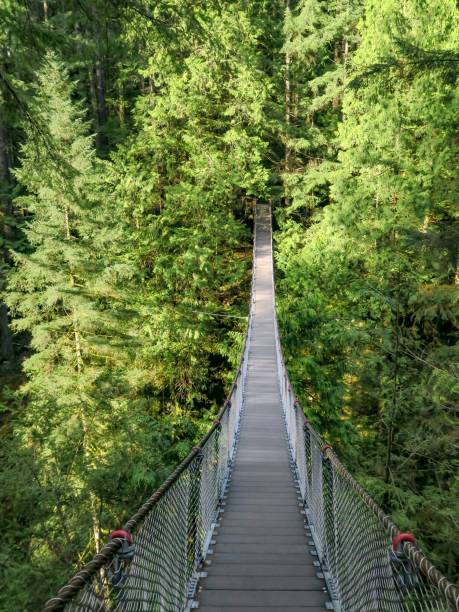 istock The Suspension Bridge in Lynn Canyon 1401799368
