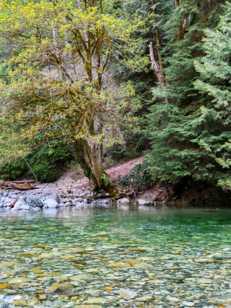 istock Lush Forest and Fresh Air in Lynn Canyon Park 1401799441
