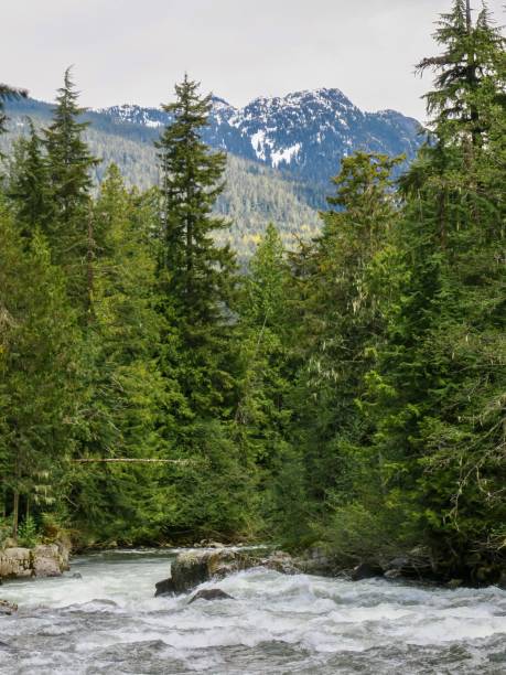 istock The Mighty River in British Columbia 1401799513