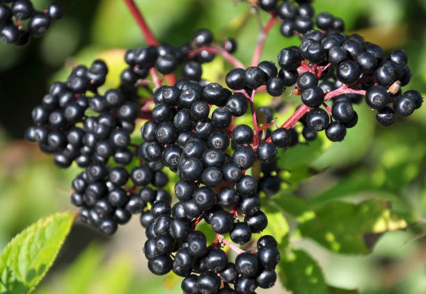istock Berries ripe on the black grassy elder (Sambucus ebulus) 1401799541