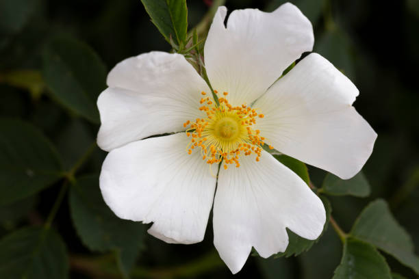 istock Blooming rose-hip flower (Rosa canina) with white petals. 1401800120
