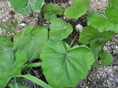 Coltsfoot grows in the wild in summer