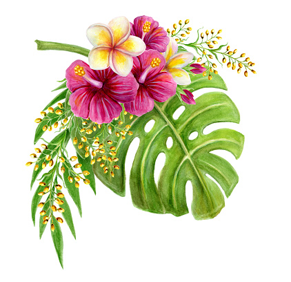 Tropical bouquet of  hibiscus rose, frangipani and greenery of monstera leaf and palm fronds. Exotic floral composition hand drawn watercolor painting of natural leaves and flowers isolated on white.