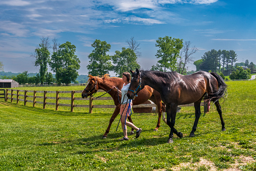 A young woman leads her two rescue horses through a gate from a fenced in pasture.