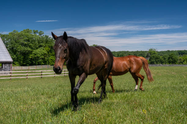 istock Rescue Horses Enjoying their New Home 1401801659