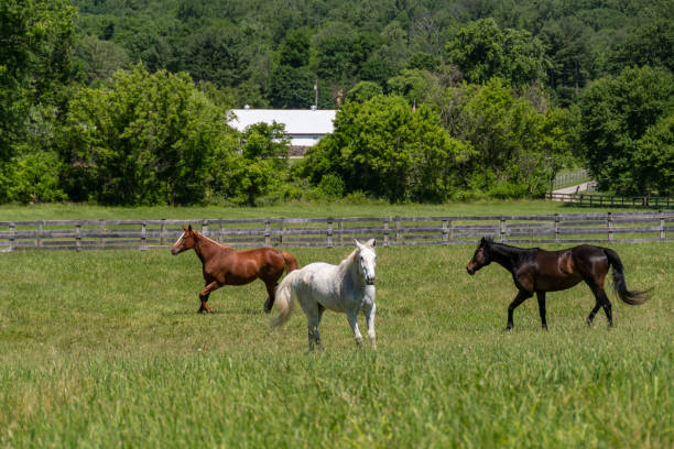 istock Rescue Horses Enjoying their New Home 1401801667