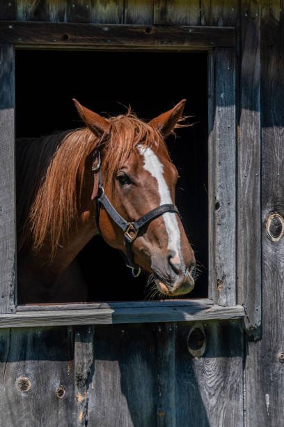 istock Horse in a Barn Window 1401801684