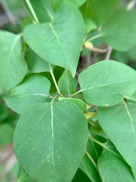 istock Lilac bush leaves up close 1401802352