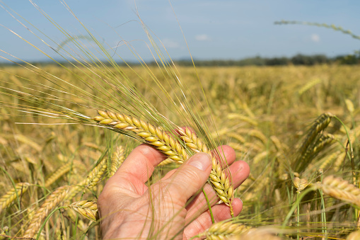 Close up of ripe wheat grain in hand - plant growing on the field against sky