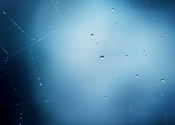 close-up of a spider web with water drops after rain on the sky background