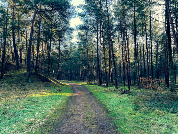 istock A forest with a path with beautiful light and some fog and snow in winter. 1401804558