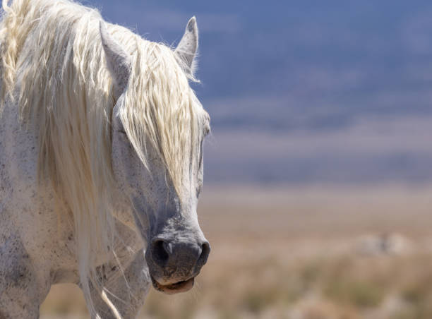 istock Magnificent Wild Horse Stallion 1401804764