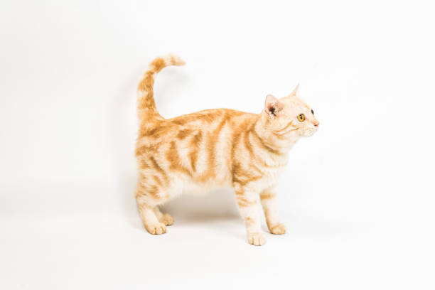 istock cat  American Shorthair on white background 1401804768