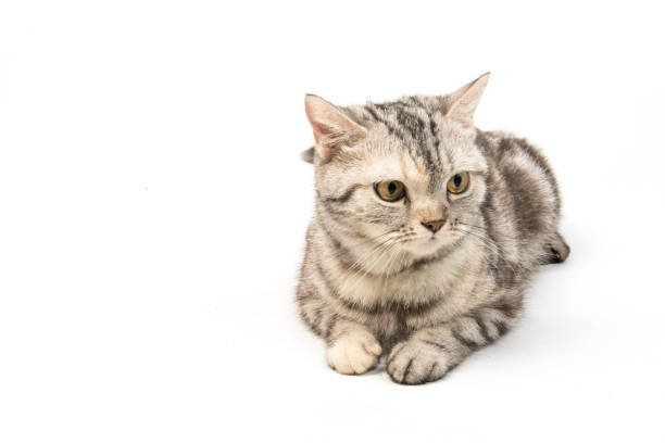 istock cat  American Shorthair on white background 1401804803