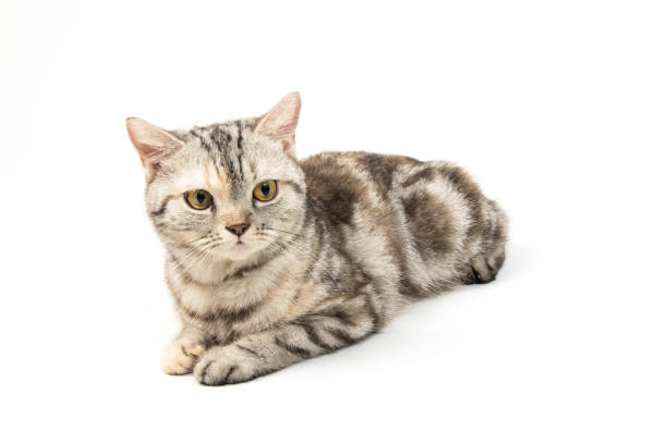 istock cat  American Shorthair on white background 1401804846