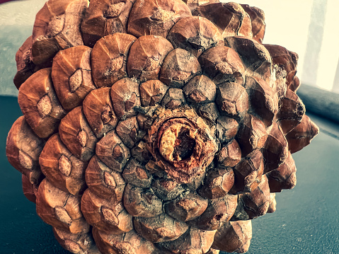 A macro image of a pine cone.