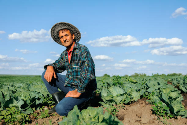 istock senior smile man with looking to the camera in the cabbage field 1401805606