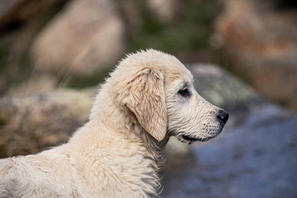 istock Puppy dog discovering the world 1401806528