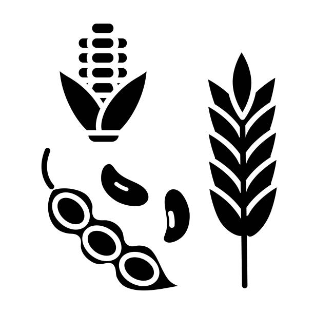 ilustrações de stock, clip art, desenhos animados e ícones de modern farm and agriculture corn cob, soybean and wheat icon concept - corn on the cob corn corn crop white background