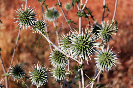 Southern globethistle, or Echinops ritro plants in a garden