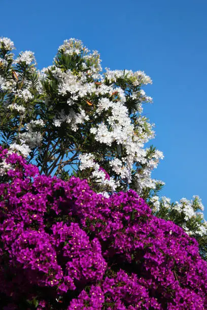 Purple paperflowers and white oleander flowers in a garden