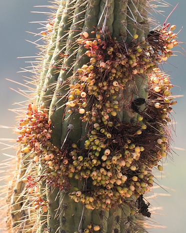 Many unripe, white fruits of the parasitic Cactus Mistletoe (Tristerix aphyllus) the endemic Chilean Cactus (Echinopsis chiloensis), in the Andes of central Chile