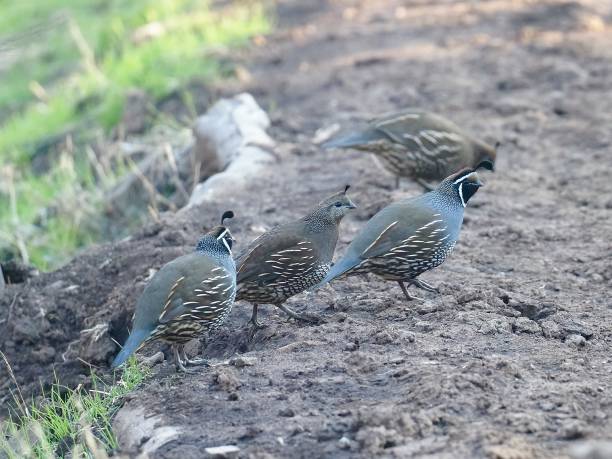 istock Four California Quail cross a trail in central Chile 1401809779