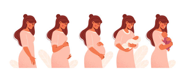 Pregnancy Calendar concept Pregnancy Calendar concept. Woman goes through all stages of pregnancy from conception to childbirth. Changes in female body during pregnancy. Cartoon flat vector set isolated on white background pregnancy and childbirth stock illustrations