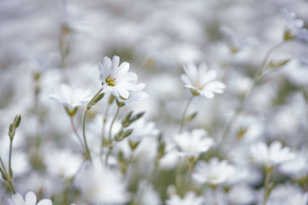 A large cluster of white flowers in macro.