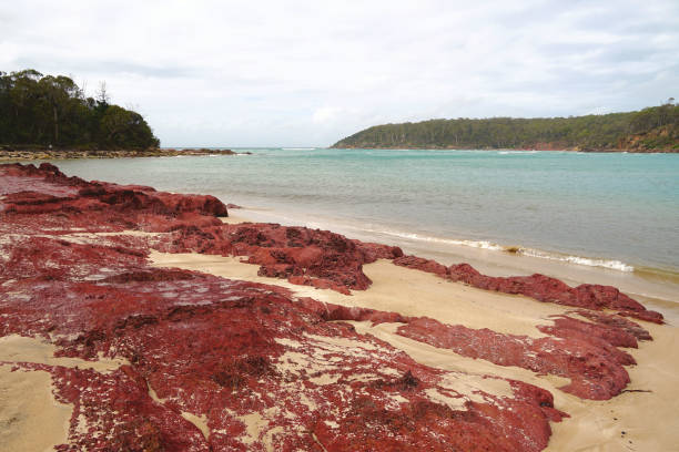 istock Pambula, NSW, Australia 1401811731