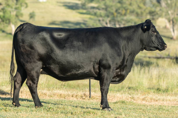 vache angus - cow bull cattle beef cattle photos et images de collection