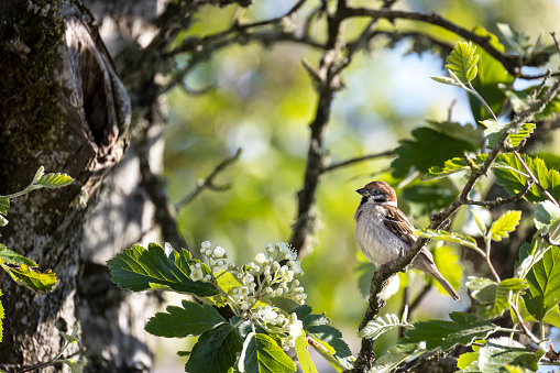 Eurasian tree sparrow bird in a tree outside it´s nest