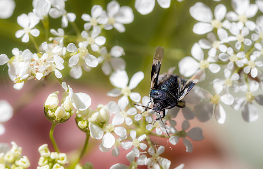 Pied shield bug amongst flowers