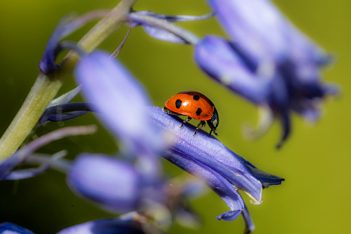 Ladybug resting on flower macro photography