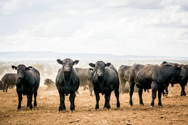 vache angus - cow bull cattle beef cattle photos et images de collection