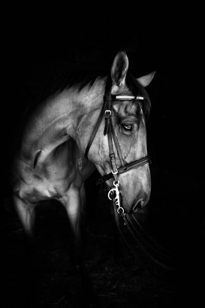 istock Portrait of a horse 1401813948