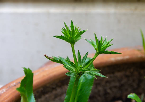 istock Closeup green cilantro in a pot 1401814148