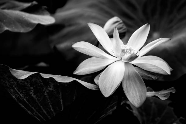 istock Water Lily in a Billabong 1401814385