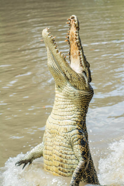 Jumping Crocodiles in Australia Salt water crocodiles jumping out of the Adelaide River in the Northern Territory Australia northern territory australia stock pictures, royalty-free photos & images