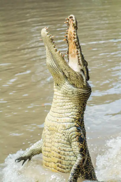 Photo of Jumping Crocodiles in Australia