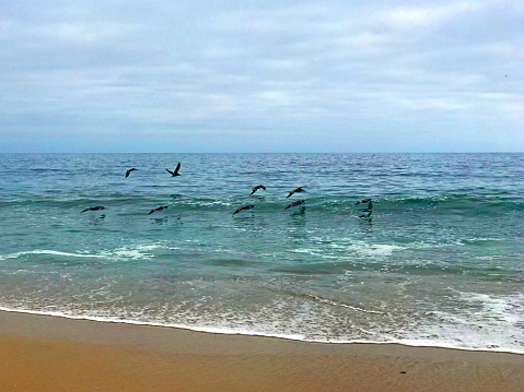 A group of Pelicans are flying across the water, just inches above the waves.