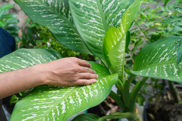 istock A man taking care of tropical plants 1401817526