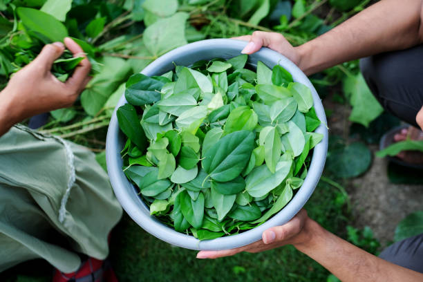 istock A men pick grass jelly leaves 1401817527