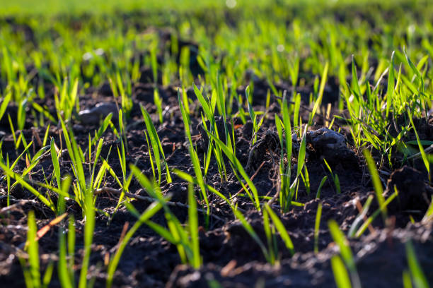 istock low green grass on a sunny day in summer 1401817641