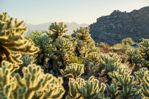 Sunrise in the Majestic McDowell Mountains Beautiful Sonoran Desert landscape scenery in the majestic McDowell Mountains in Scottsdale, Arizona during sunrise ocotillo cactus stock pictures, royalty-free photos & images