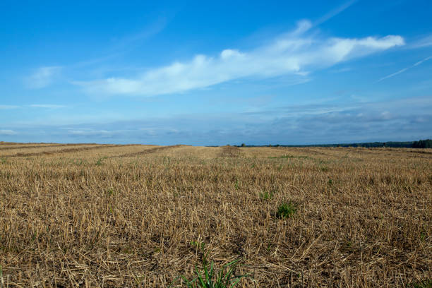 istock agricultural field on which stubble wheat remained 1401818263