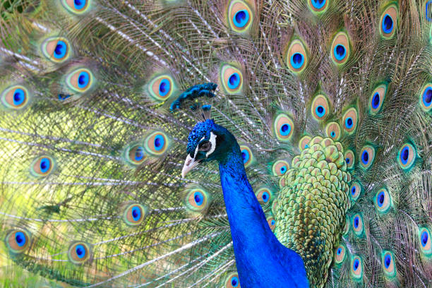 istock Elegant colourful peacock tail portrait 1401818337